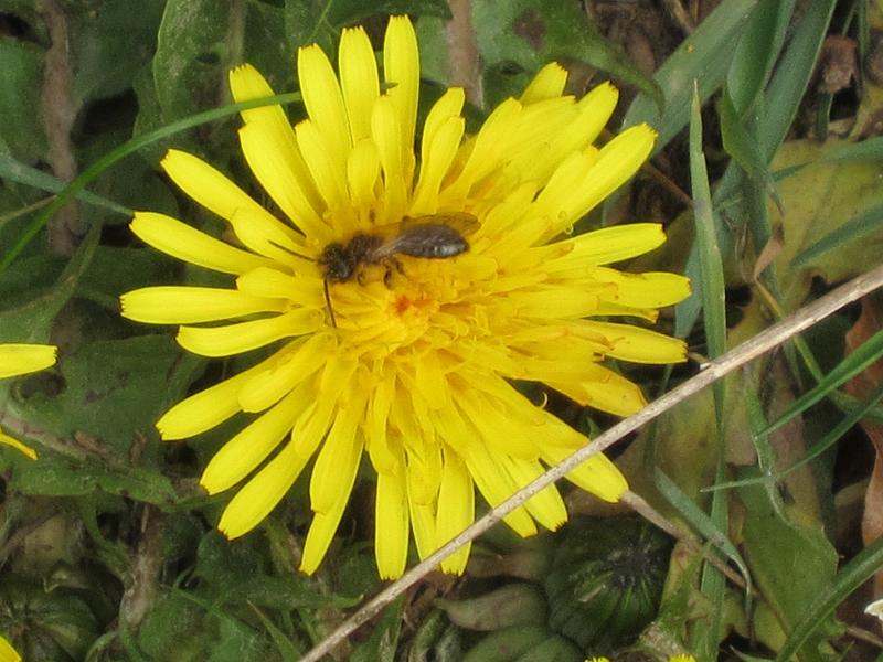 Pflanzenvielfalt / Ein Vertreter aus der Vielzahl der Gartenbesucher