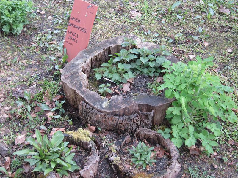 Pflanzenvielfalt / Wildpflanzen