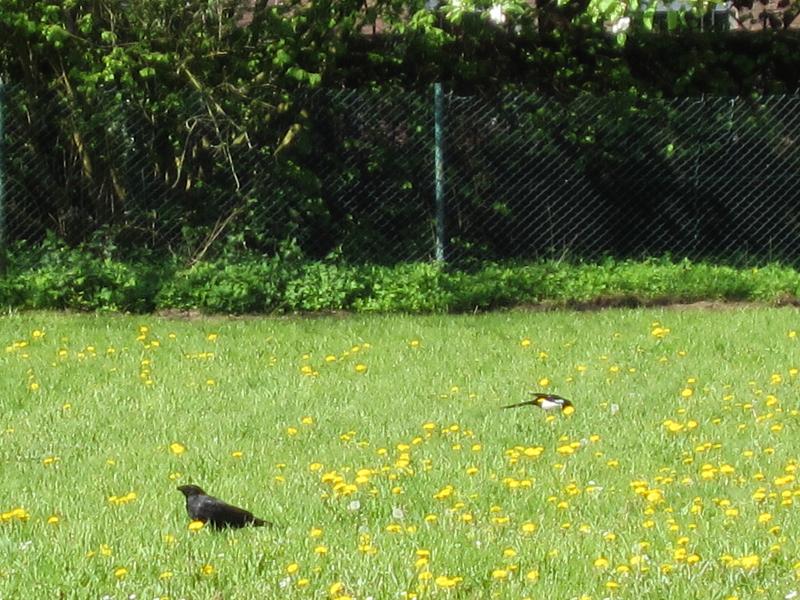 Pflanzenvielfalt / Wiese