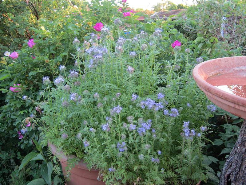Pflanzenvielfalt / Garten