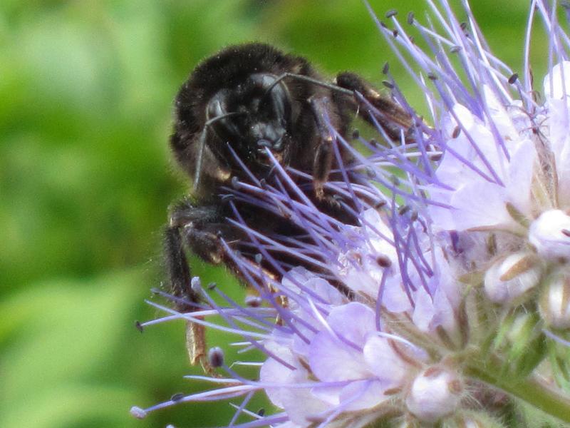 Pflanzenvielfalt / Ein Vertreter aus der Vielzahl der Gartenbesucher