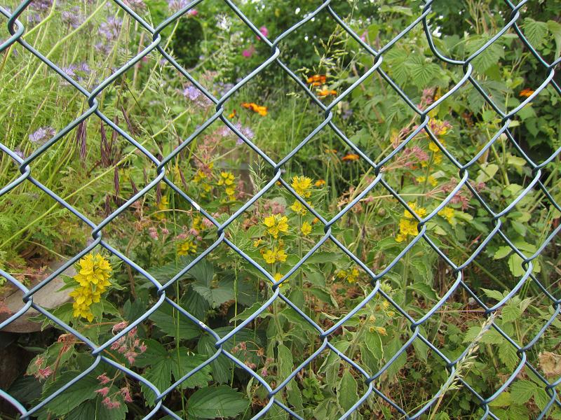 Pflanzenvielfalt / Garten