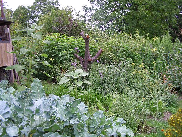 Pflanzenvielfalt / Garten. Foto: Karla Paliege
