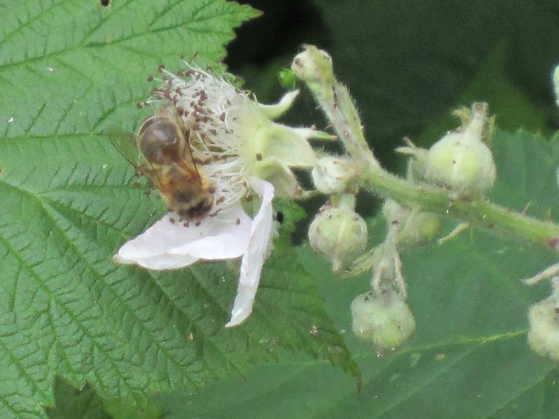Pflanzenvielfalt / Ein Vertreter aus der Vielzahl der Gartenbesucher