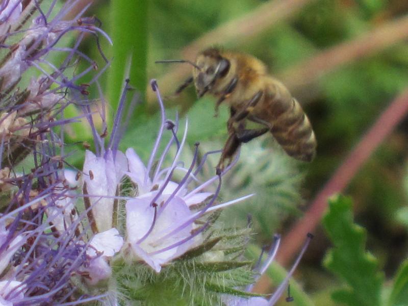 Pflanzenvielfalt / Ein Vertreter aus der Vielzahl der Gartenbesucher