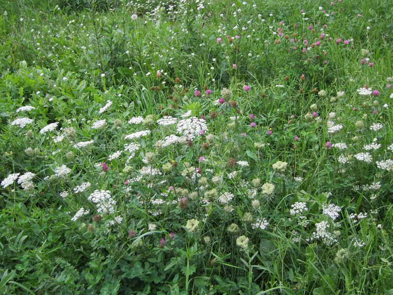 Pflanzenvielfalt / Wiese