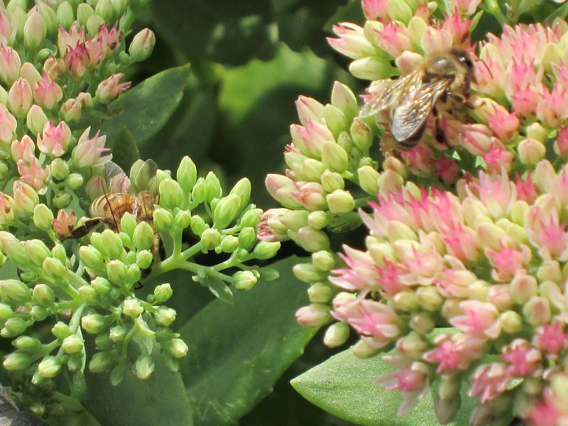 Pflanzenvielfalt / Ein Vertreter aus der Vielzahl der Gartenbesucher