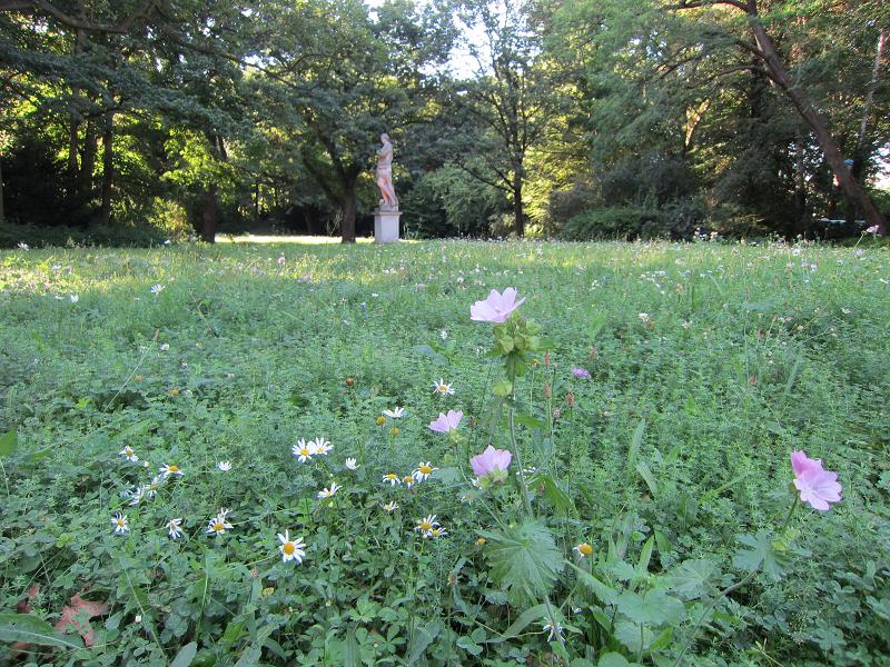 Pflanzenvielfalt / Wiese