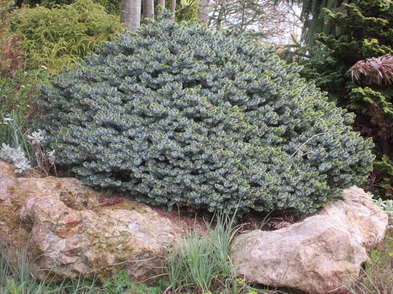 Steine als Nisthilfen - Pflanzenunterlage