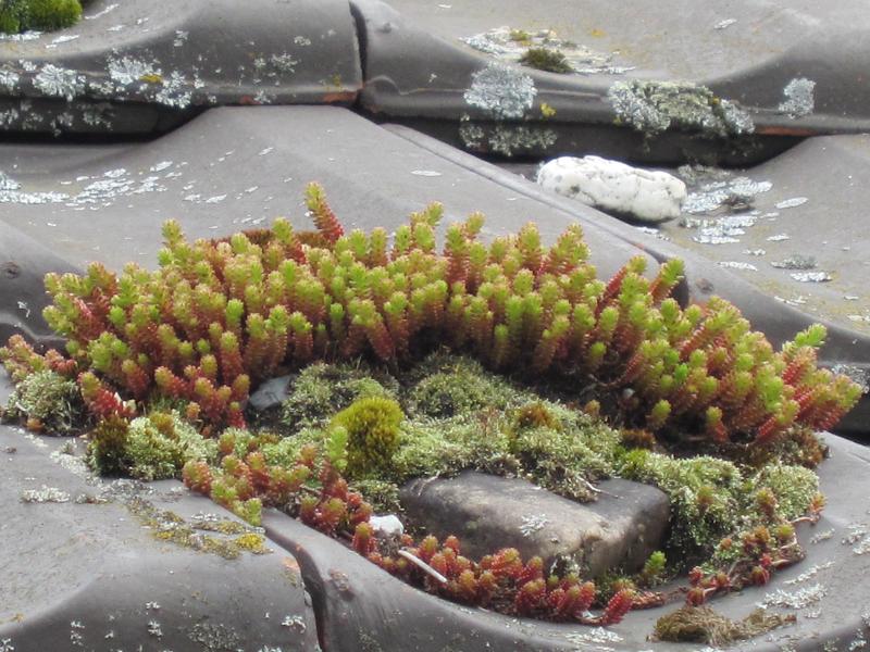 Steine als Nisthilfen - Dachbegruenung