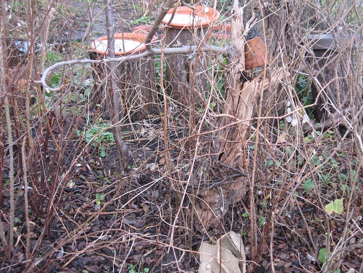 Totholz - Absterbender Baum
