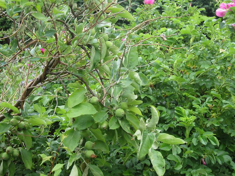 Totholz - Absterbender Baum