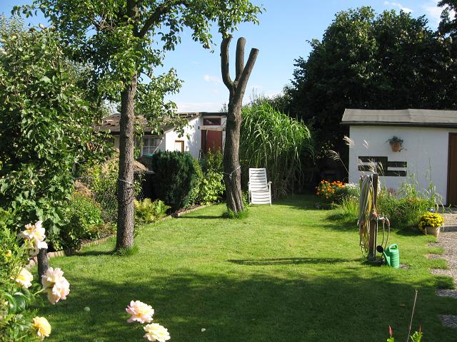 Totholz - Absterbender Baum