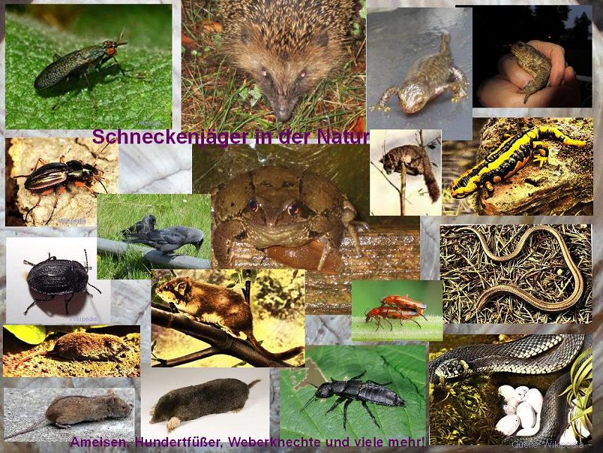 Schneckenfeinde