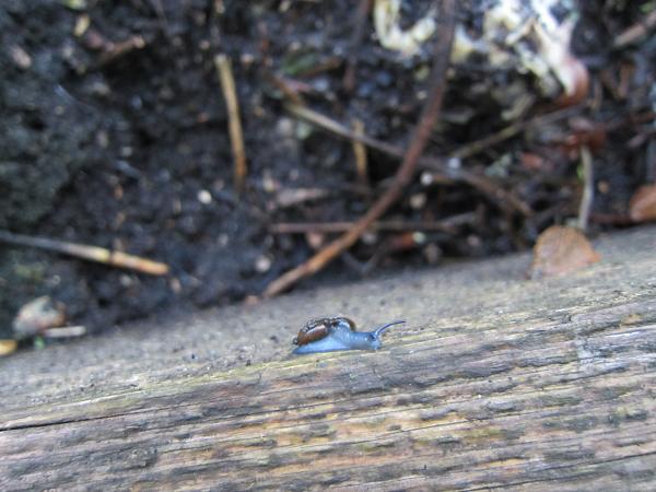 Schneckenfeinde - Glanzschnecke