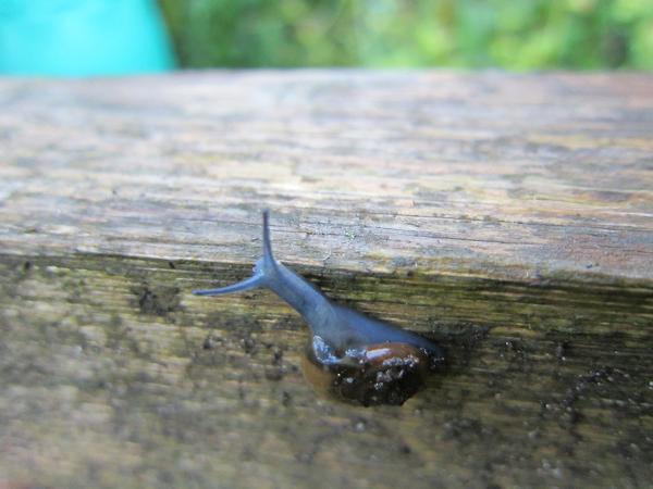 Schneckenfeinde - Glanzschnecke