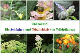 Unkraut? - Wildpflanzen!