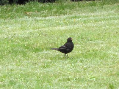 Amsel
