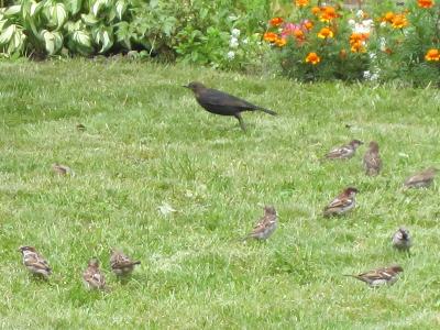 Amsel und Spatzen