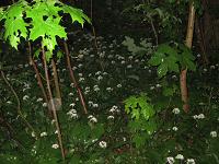 Baerlauch