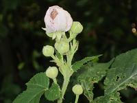 Brombeere