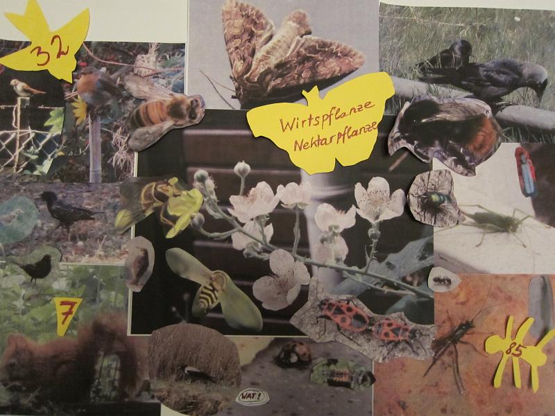 Wechselbeziehungen zwischen Brombeere und Tierwelt