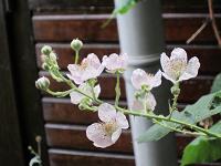 Brombeere