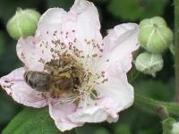 Brombeere