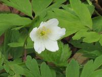 Buschwindroeschen