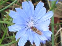 Ehrenpreis mit Schwebfliege