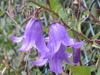 Glockenblume