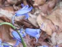 Glockenblume