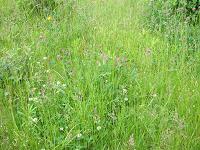 hohes Gras