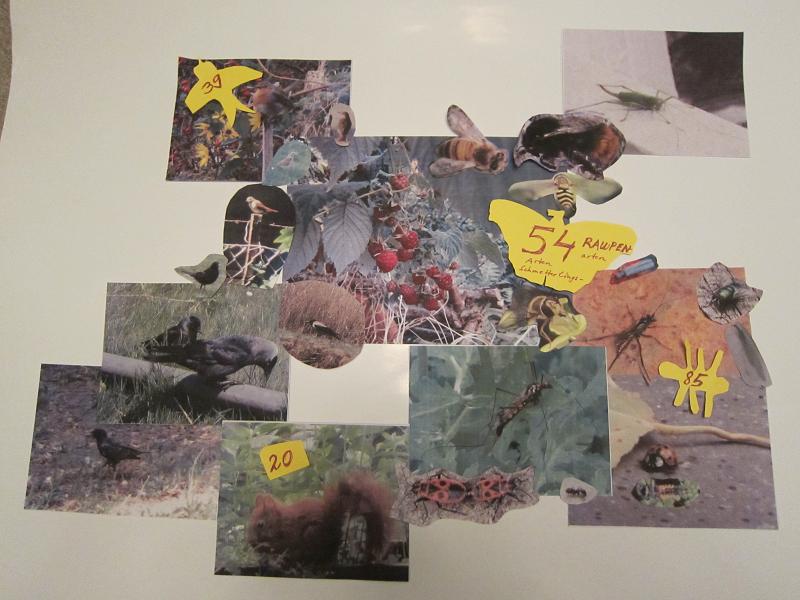 Wechselbeziehungen zwischen Himbeere und Tierwelt