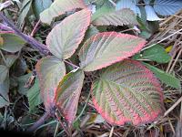Himbeere, Blaetter im Herbst