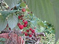 Himbeeren, Fruechte