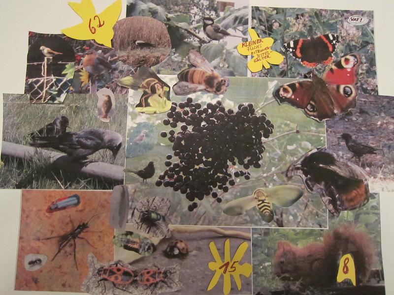 Wechselbeziehungen zwischen Holunder und Tierwelt