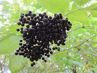 Schwarzer Holunder, Beeren