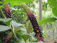 Kermesbeere, Asiatische