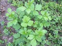 Klettenlabkraut