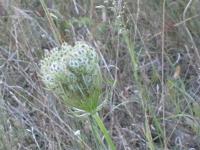 Wilde Moehre