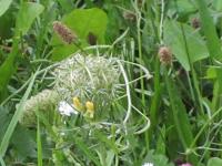 Wilde Moehre