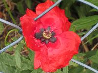 Mohn