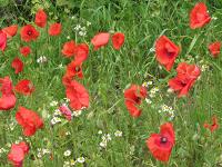 Mohn