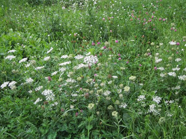 Blumenwiese