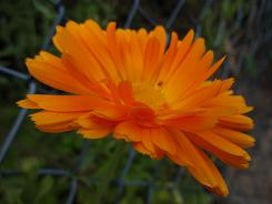 Ringelblume