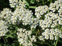 Schafgarbe / Wilde Moehre