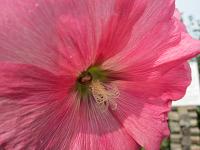 Stockrose