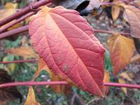 Topinambur, Herbstblatt