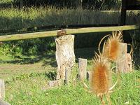 Wilde Karde